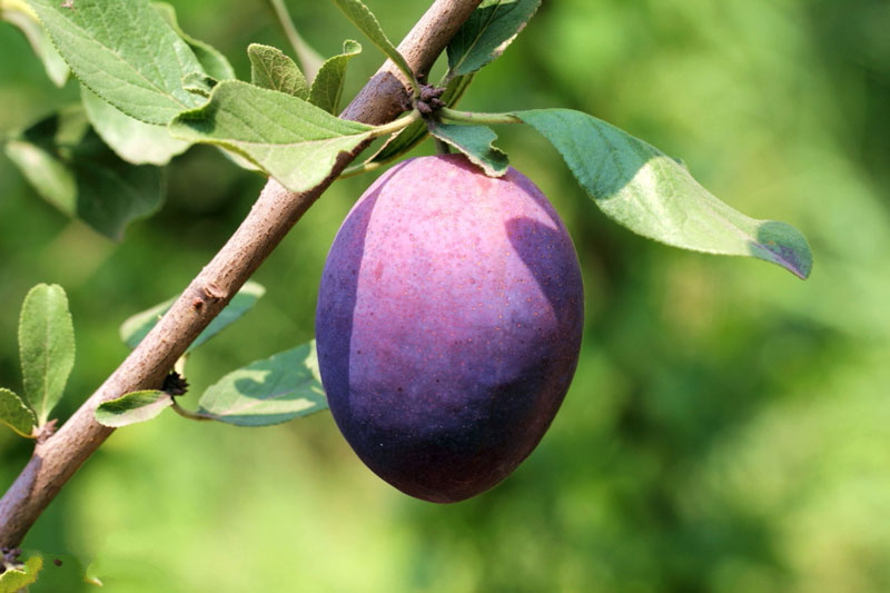 農(nóng)業(yè)氣象站助力西梅種植 農(nóng)業(yè)氣象站助力西梅種植